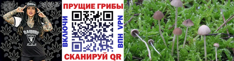 как найти наркотики  Вуктыл  Псилоцибиновые грибы GOLDEN TEACHER 